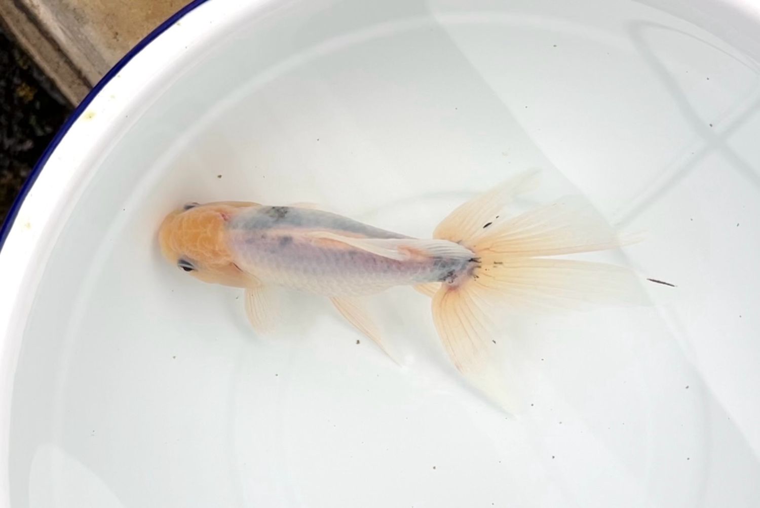 Azumanishiki (F, 8”) - Free Shipping