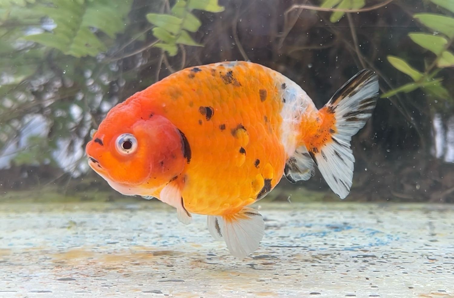 Calico Yuanbao Ranchu (4”) - Free Shipping