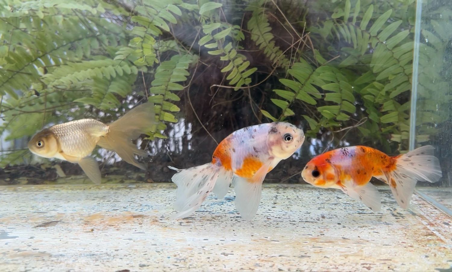 3 Pack Assorted Phoenixtail Ranchus (4.25 - 4.75”) - Free Shipping
