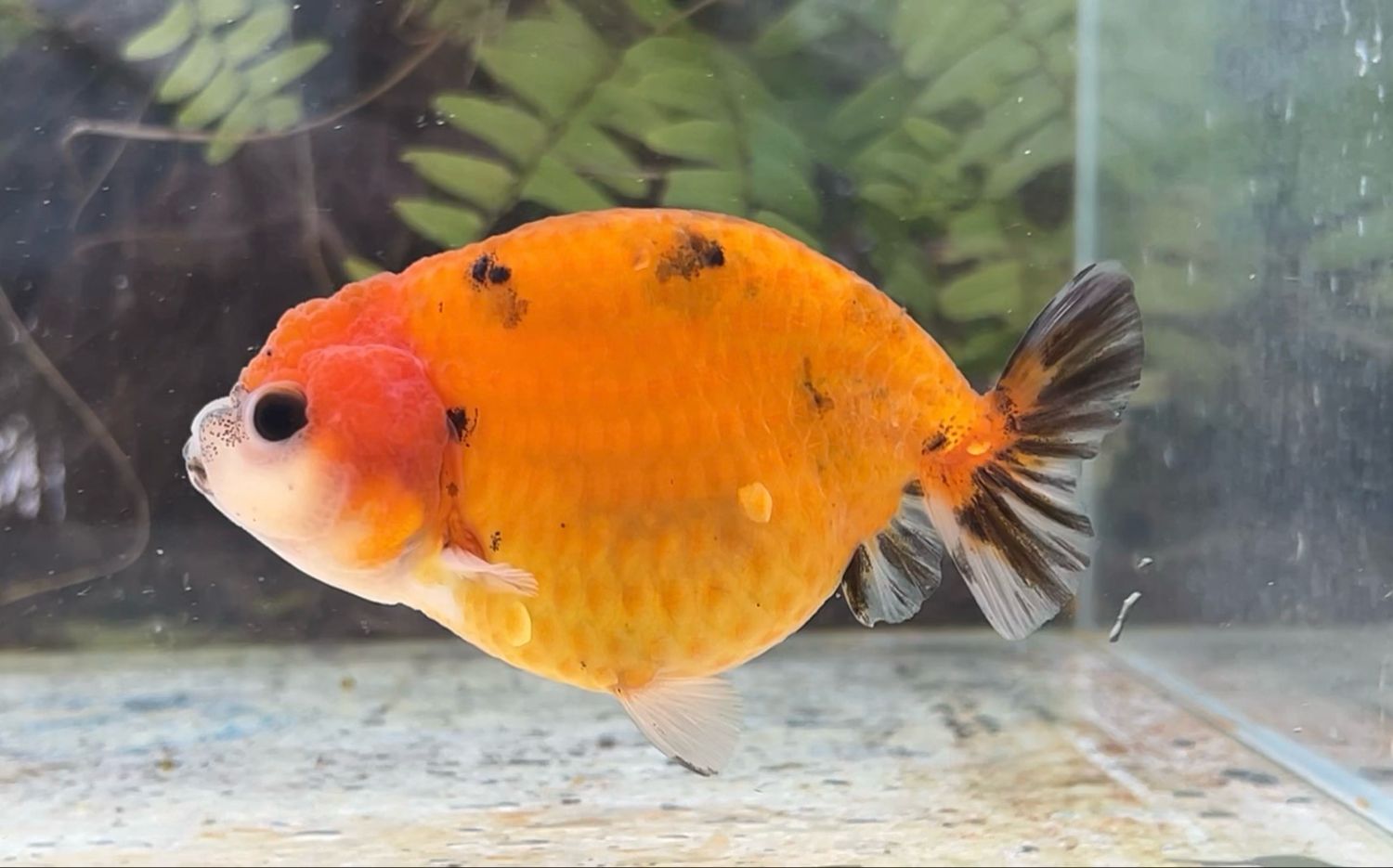Sunset Yuanbao Ranchu (4”) - Free Shipping