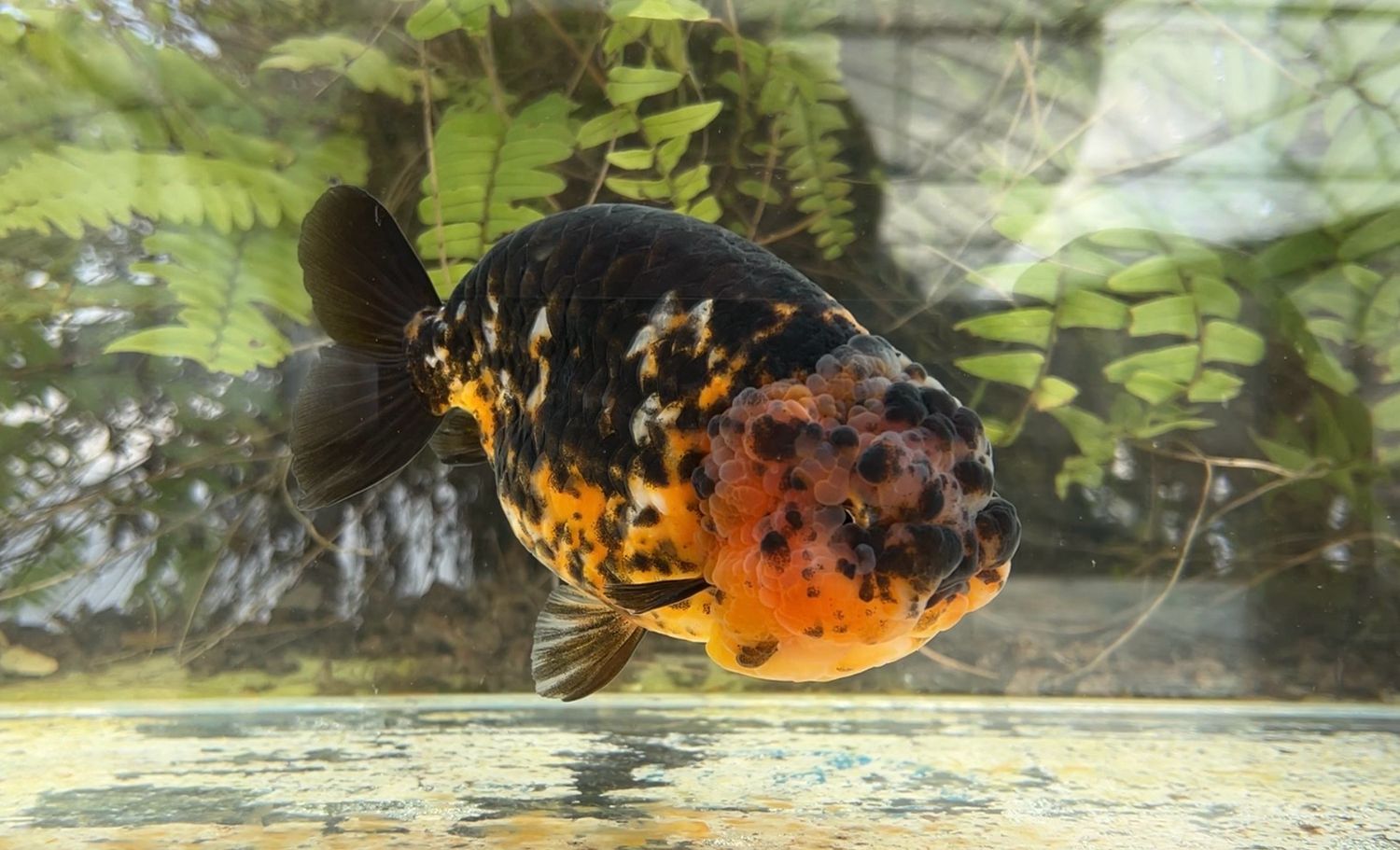 Calico Yuanbao Ranchu (M, 5.25”) - Free Shipping