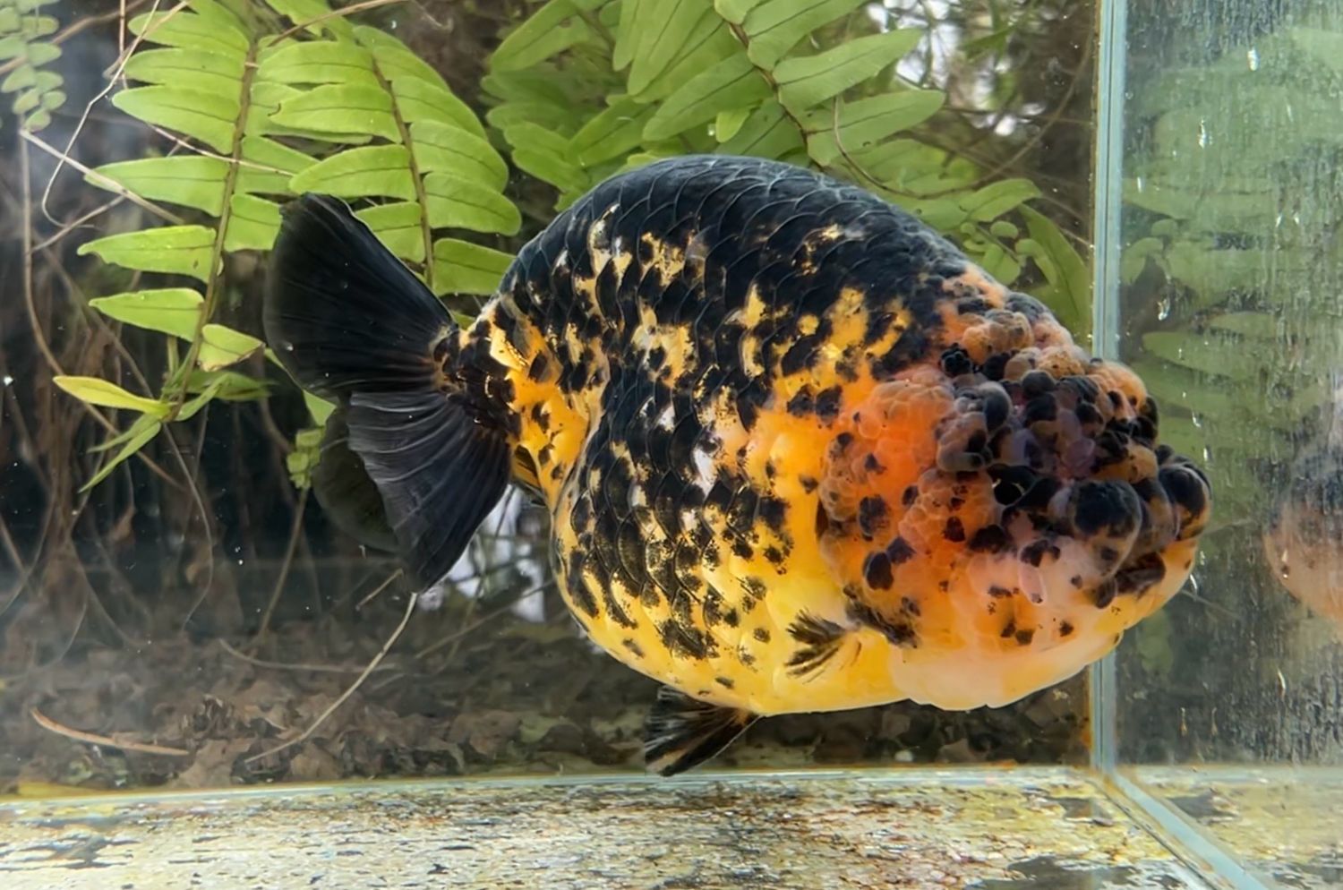 Tiger Yuanbao Ranchu (M, 5.75”) - Free Shipping