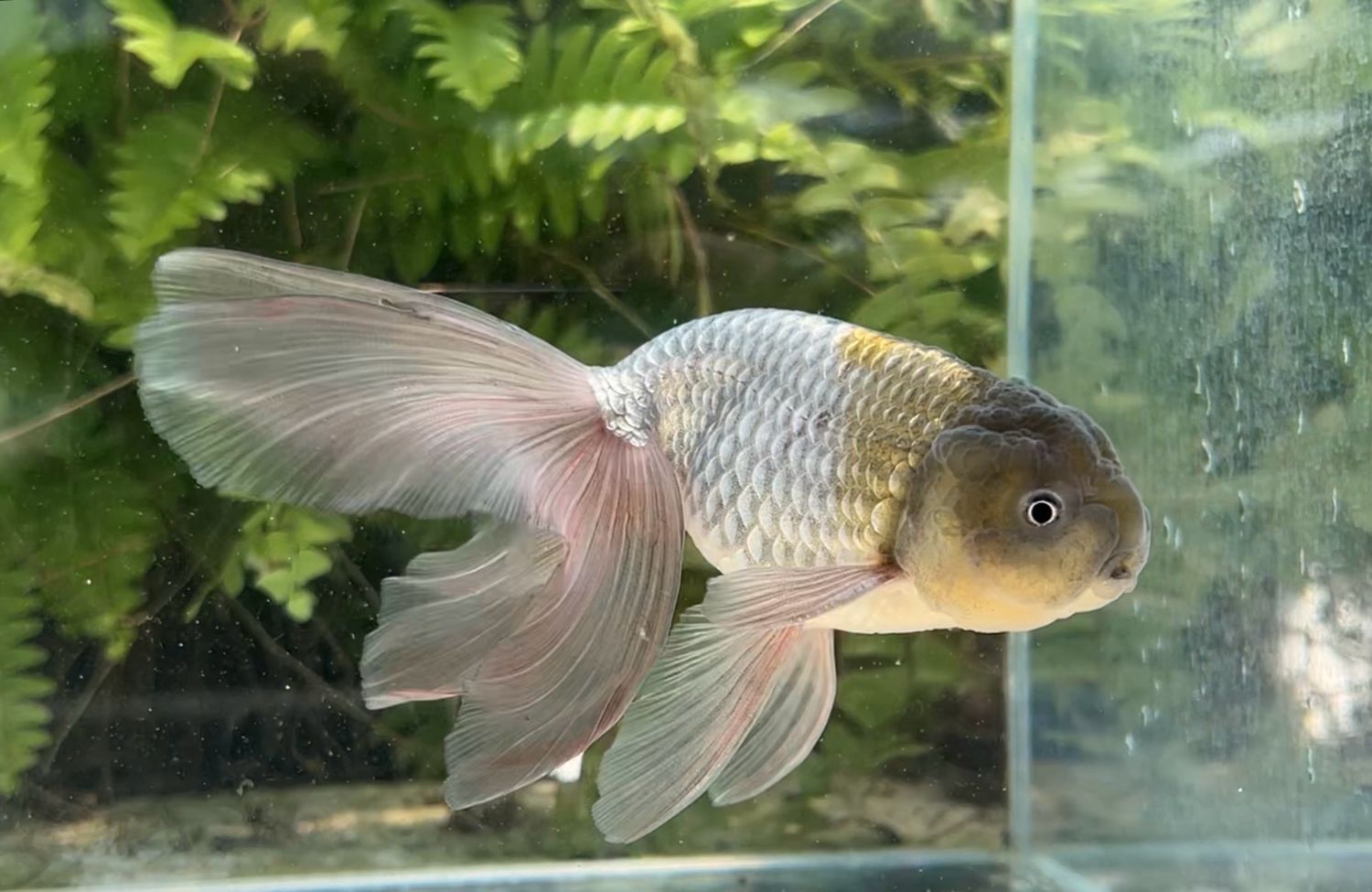 Blue Phoenixtail Lionhead (M, 5.25”)