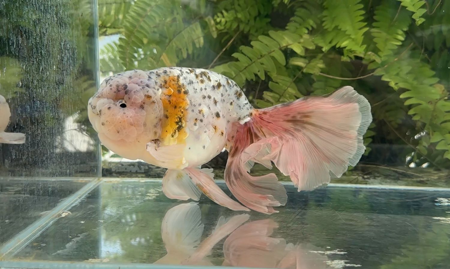 Calico Orchidtail Ranchu (M, 7.5”)
