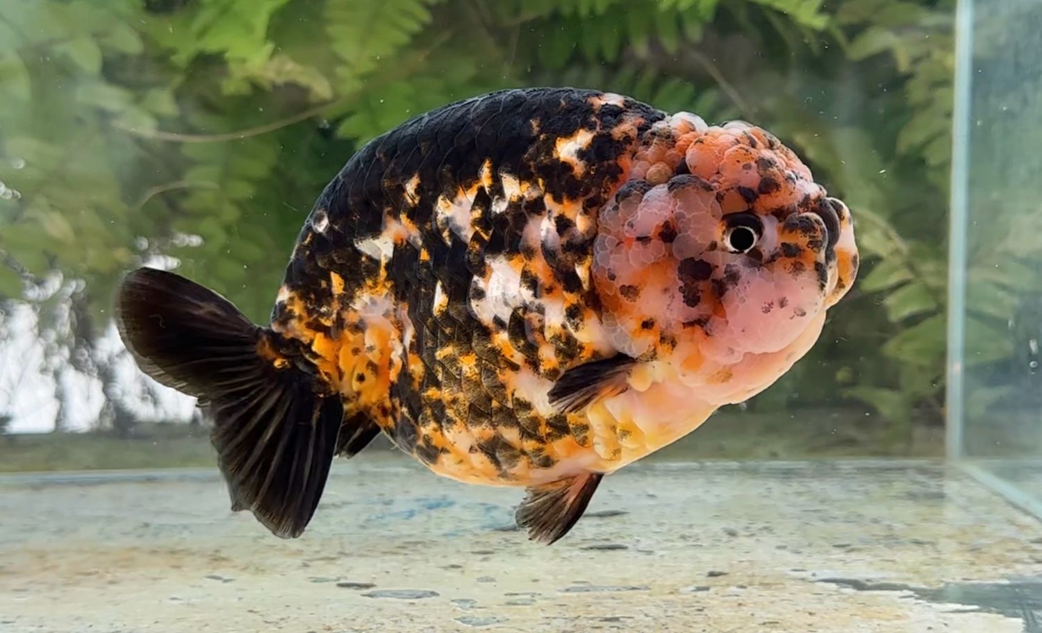 Calico Yuanbao Ranchu (M, 5.5”)