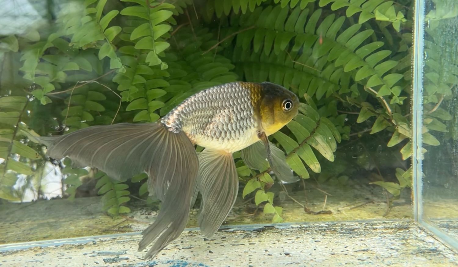 Blue Egg Phoenix (M, 6.5”)