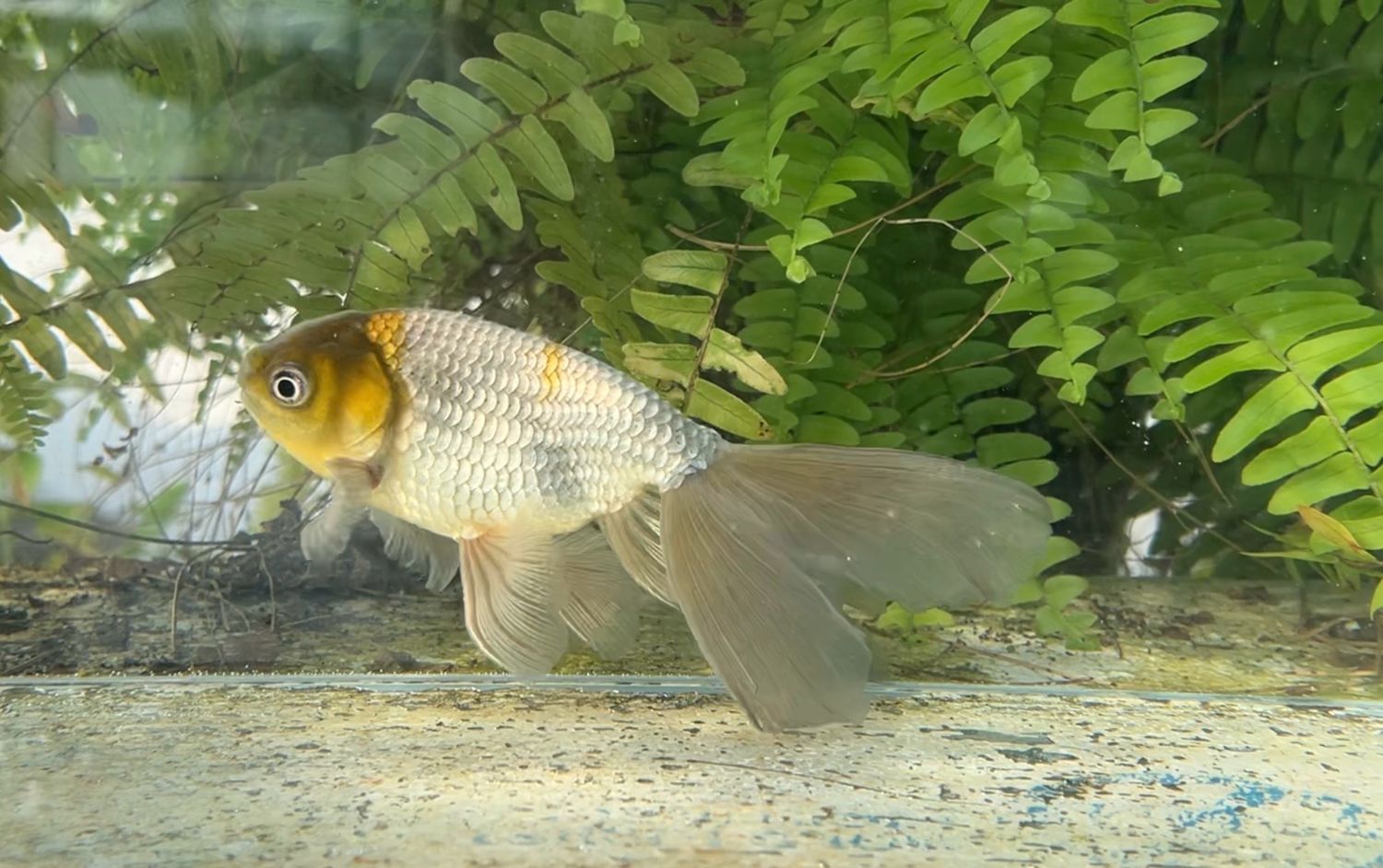 Blue Egg Phoenix (M, 6.25”)