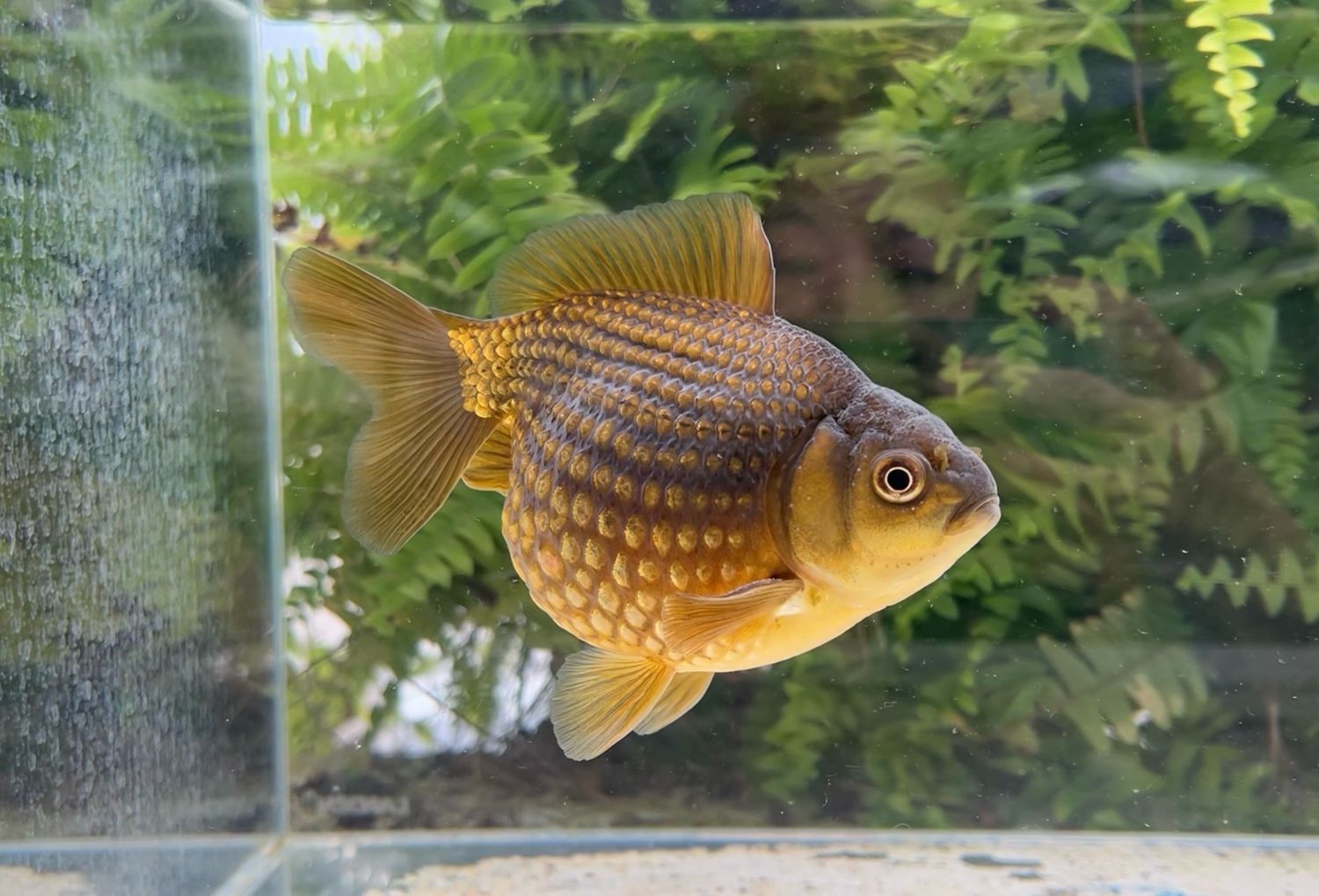 Bronze Mousehead Pearlscale (M, 5.75”)