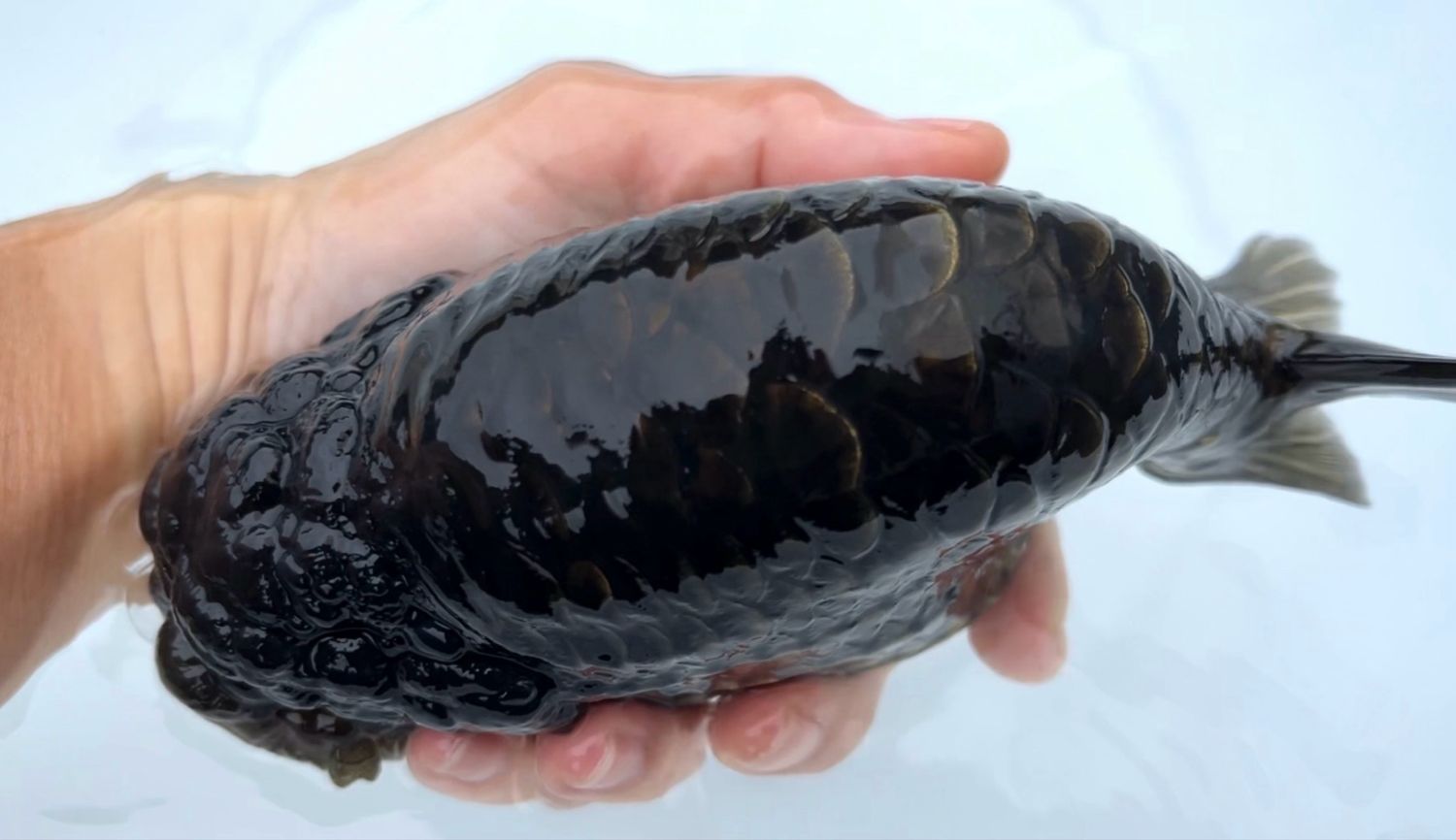 Bronze Dragon Scale Yuanbao Ranchu (M, 6.75”)