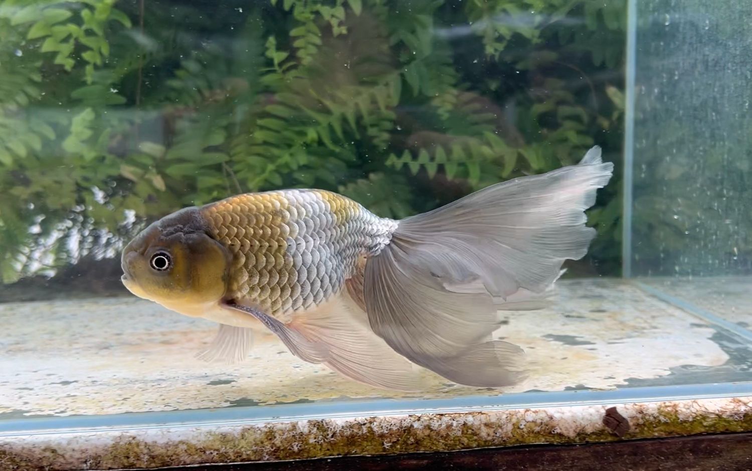 Blue Egg Phoenix (M, 7.5”)