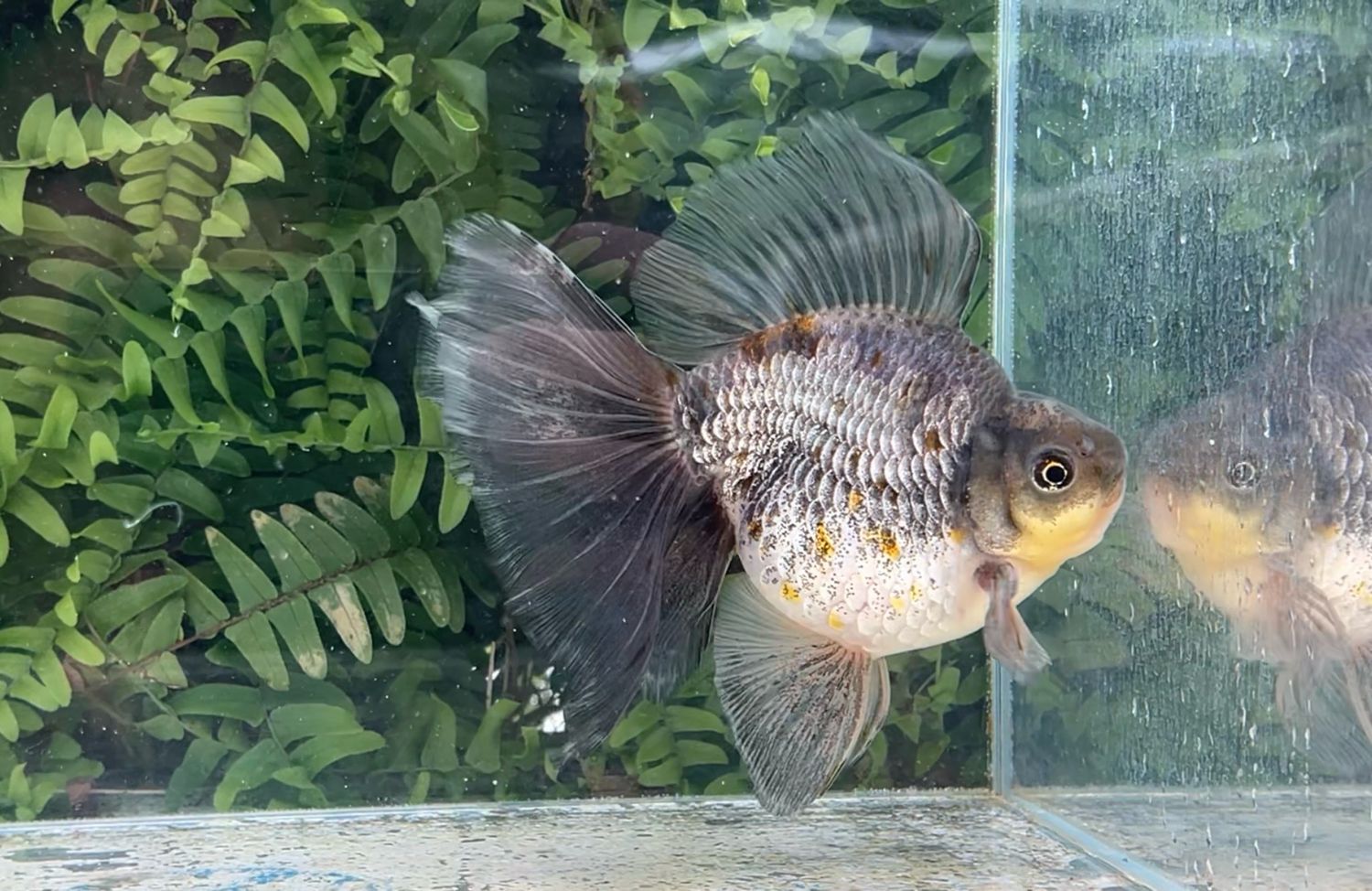 Blue Broadtail Ryukin (M, 6”)