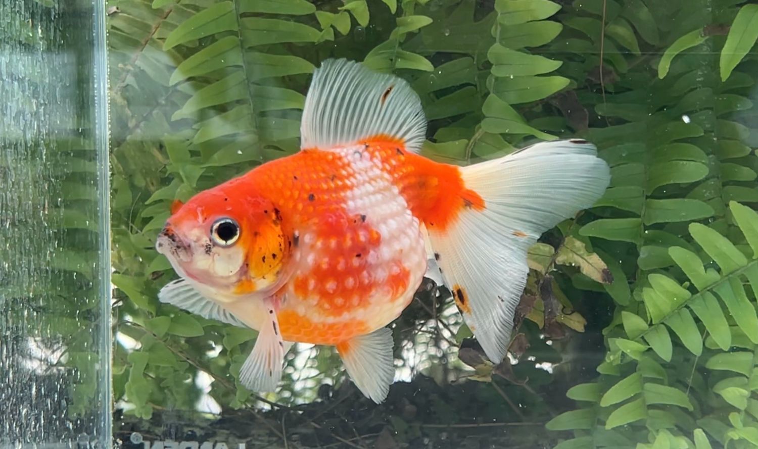 Red And White Mousehead Pearlscale (M, 5.25”)
