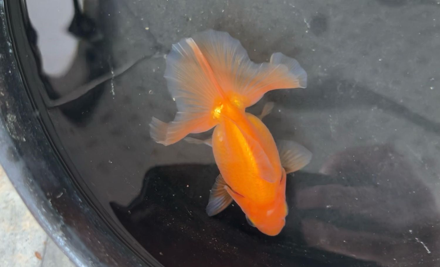 Red Tosakin (M, 3.25”)