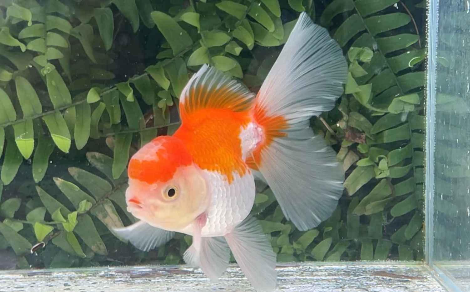 Red And White Peonytail Oranda (M, 4.5”)