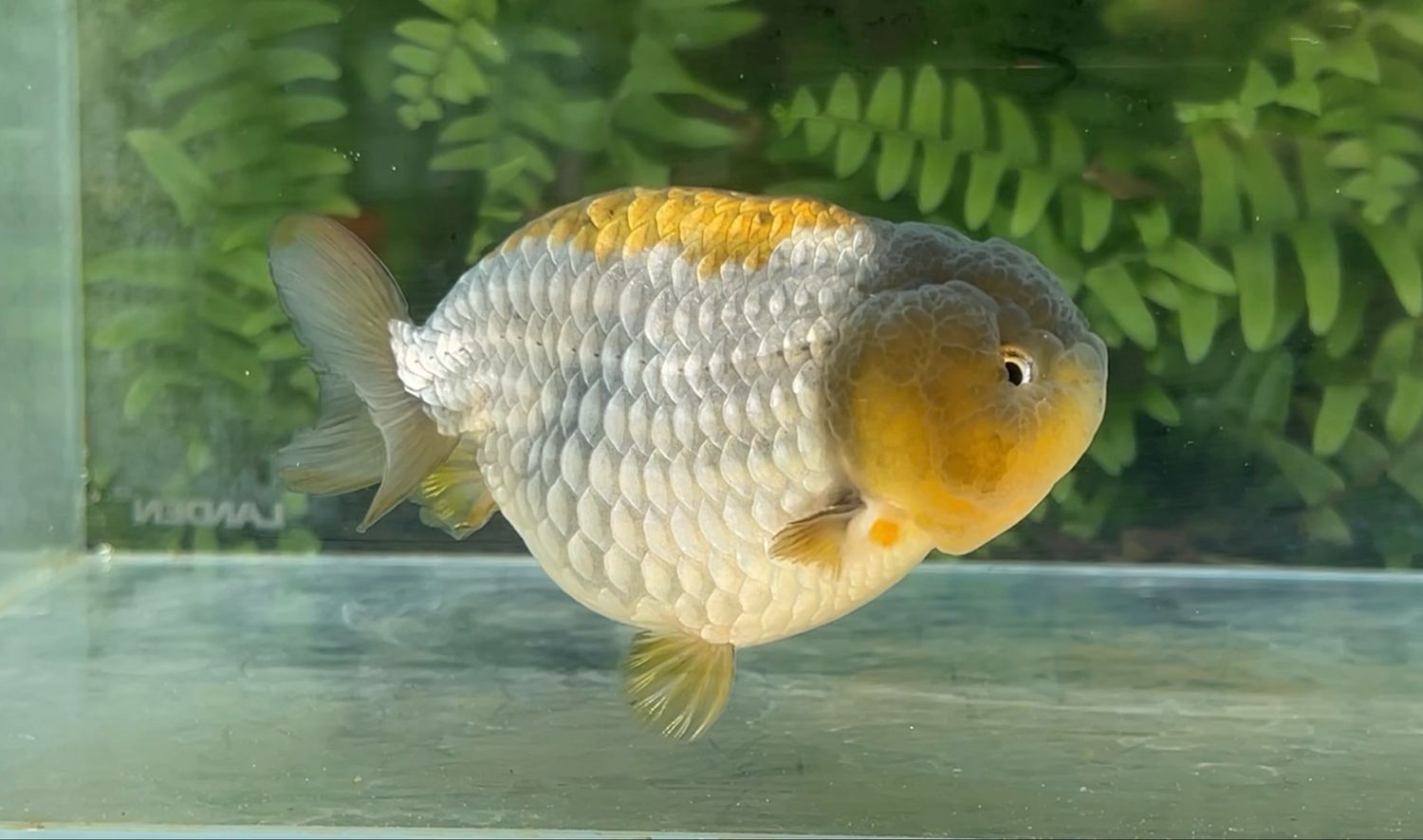 Blue Yuanbao Ranchu (M, 4”)
