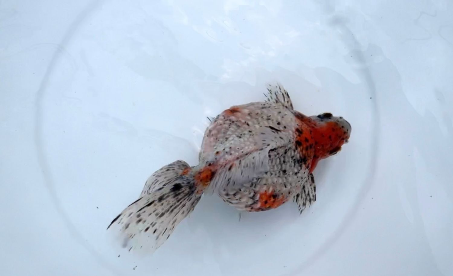 Calico Mousehead Pearlscale (M, 5.5”)