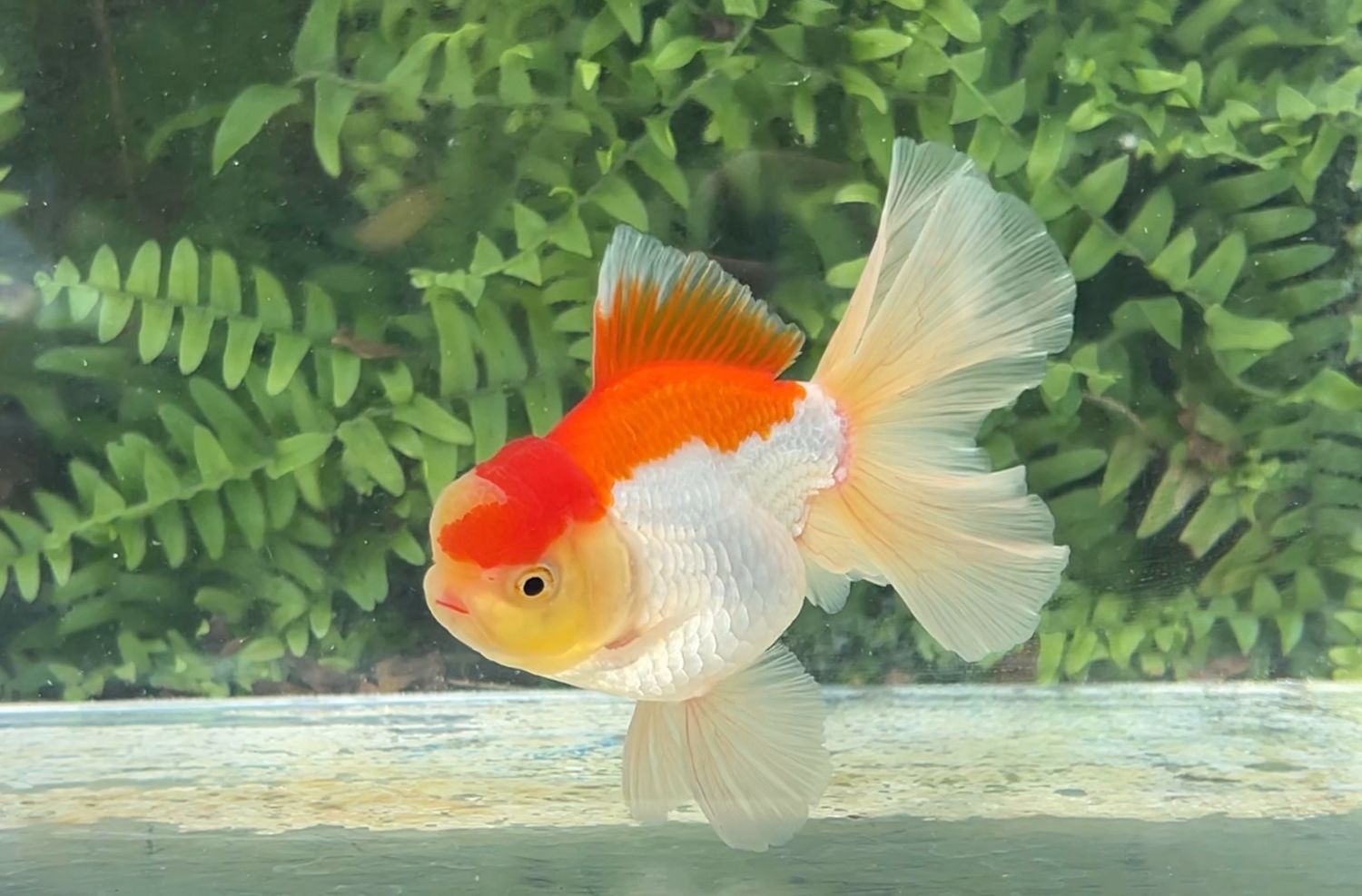 Red And White Peonytail Oranda (M, 4.75”)