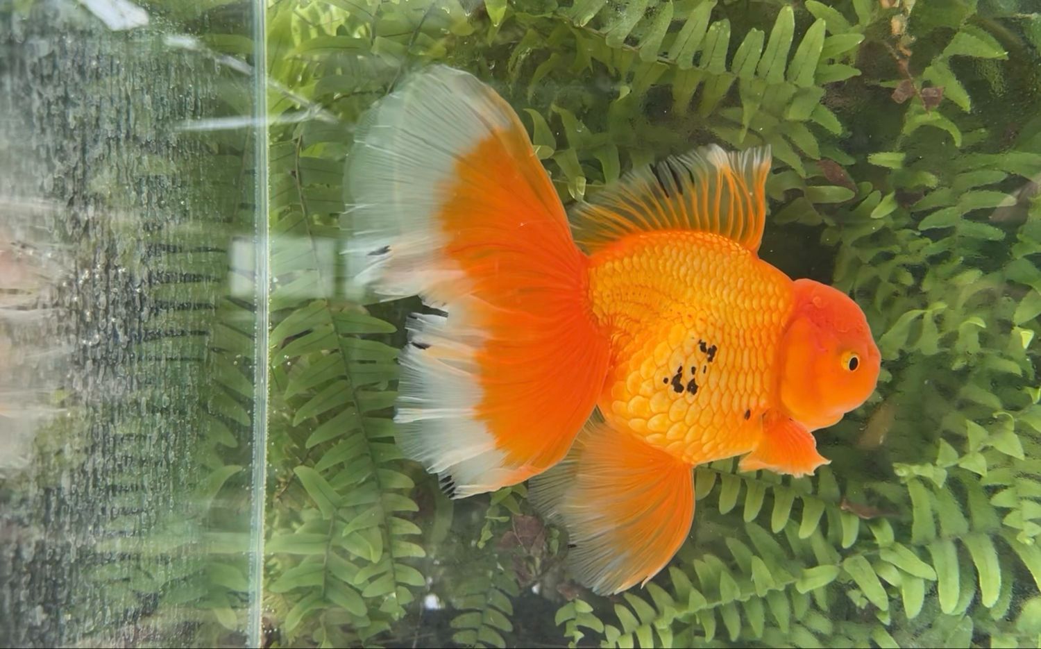 Red Peonytail Oranda (M, 7.25”)