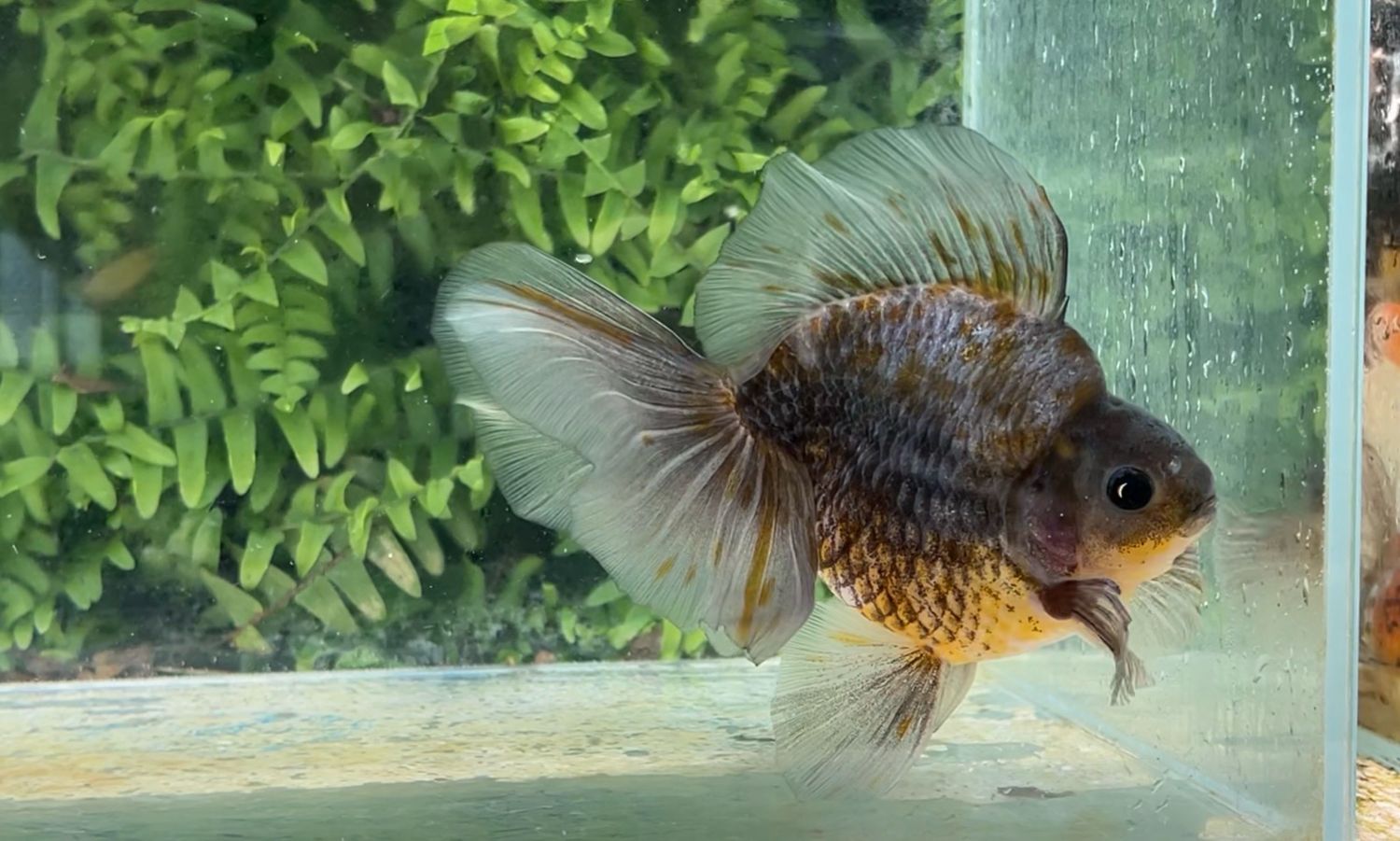Blue And Gold Broadtail Ryukin (M, 6”)