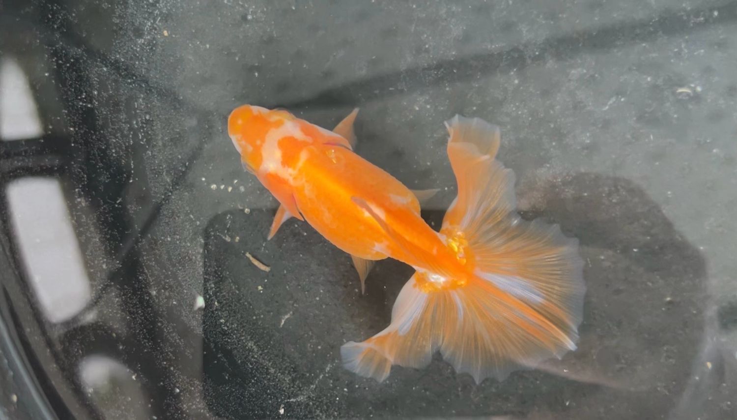 Red And White Tosakin (M, 3.5”)