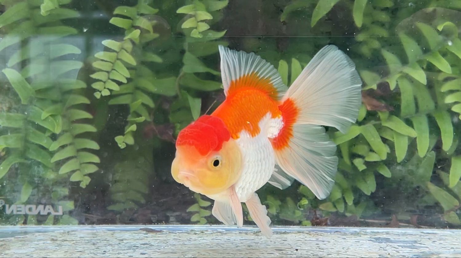 Red And White Peonytail Oranda (M, 4.5”)