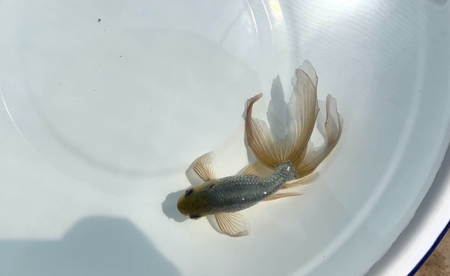Blue Egg Phoenix (M, 5.5”)