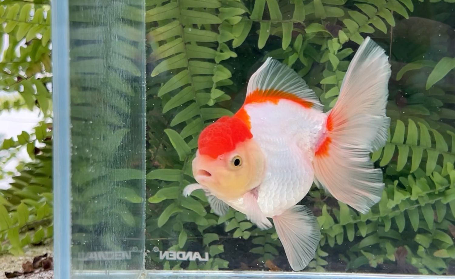 Red And White Peonytail Oranda (M, 4.75”)