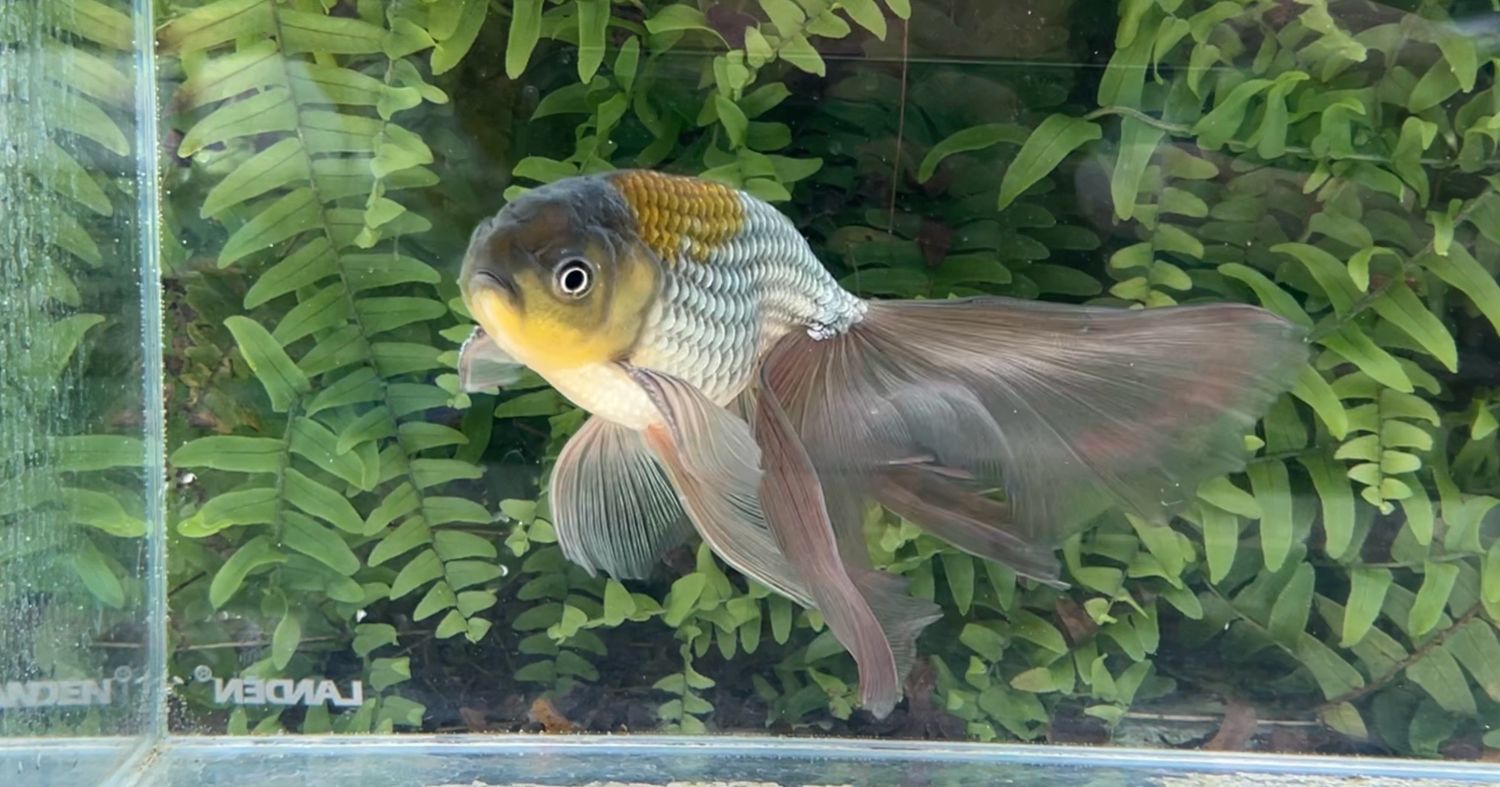 Blue Egg Phoenix (M, 7”)