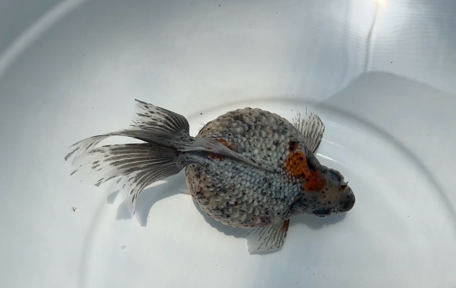 Calico Mousehead Pearlscale (F, 5.25”)