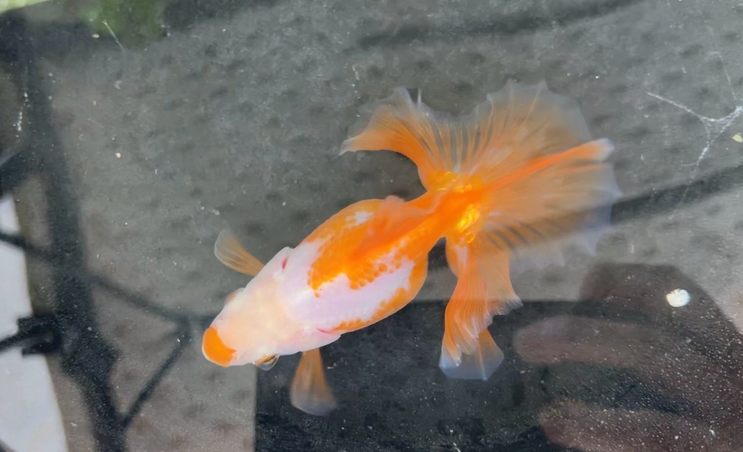 Red And White Tosakin (F, 4”)