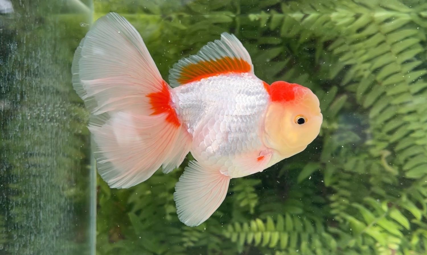 Red And White Peonytail Oranda (M, 5”)