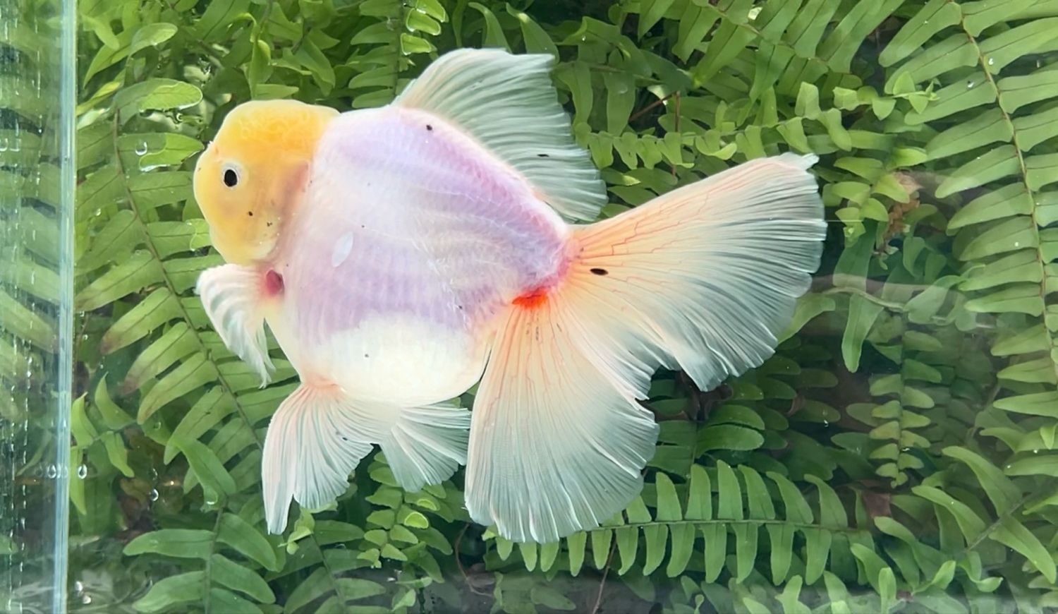White Matte Rosetail Oranda (M, 6”)