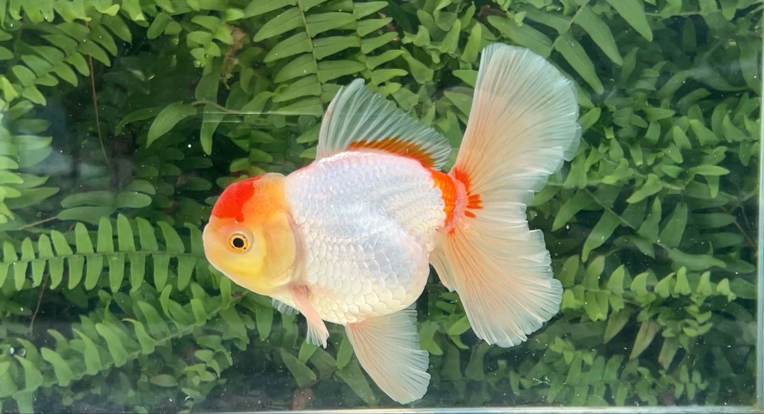 Red And White Peonytail Oranda (M, 5.25”)