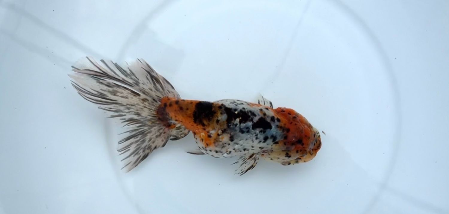 Calico Phoenixtail Ranchu (F, 6.25”)