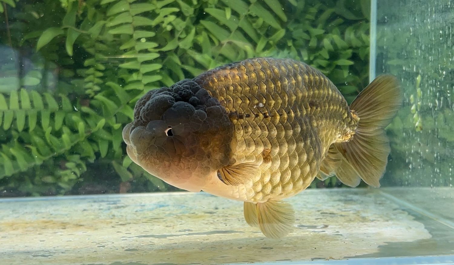 Bronze Yuanbao Ranchu (M, 6.25”)