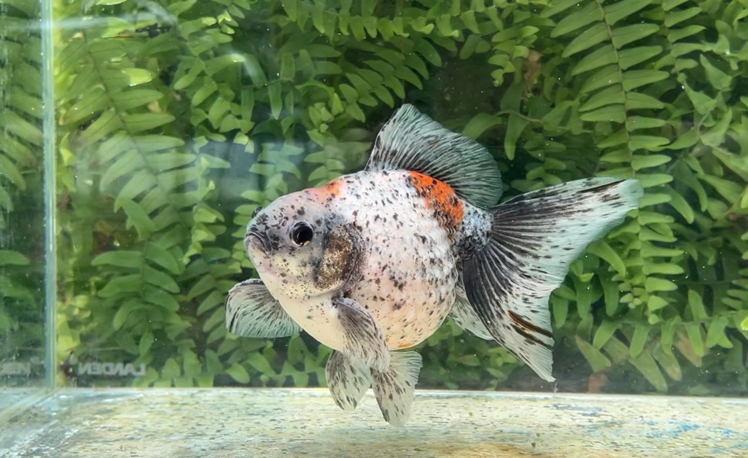 Calico Mousehead Pearlscale (M, 6”)