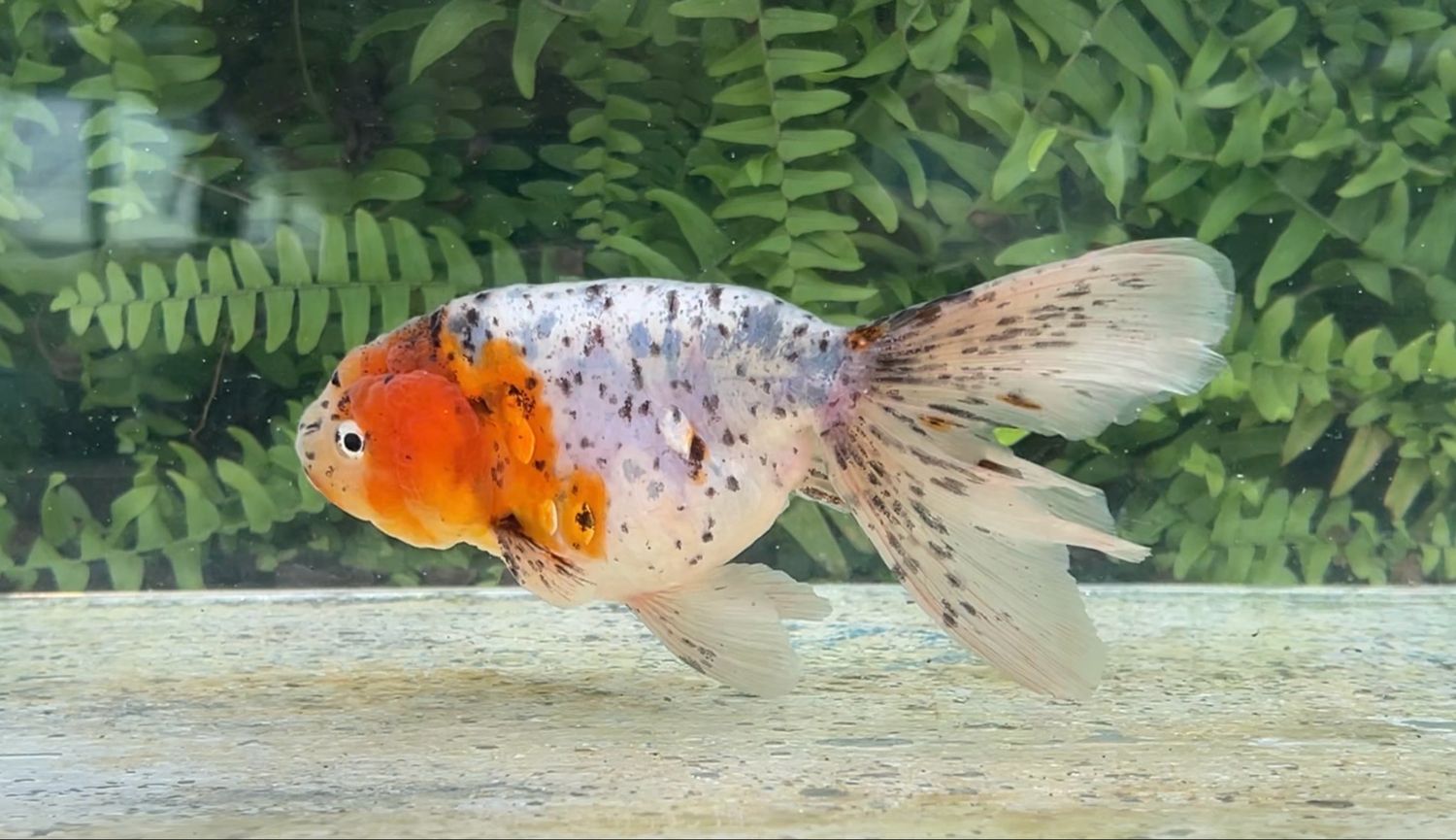 Calico Phoenixtail Ranchu (F, 6”)