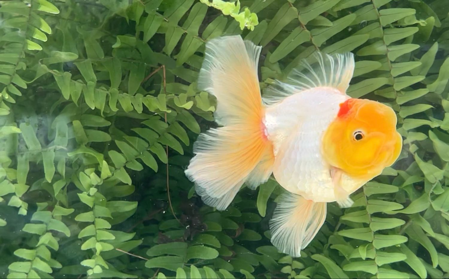 Lemon Head Red And White Peonytail Oranda (M, 4.5”)