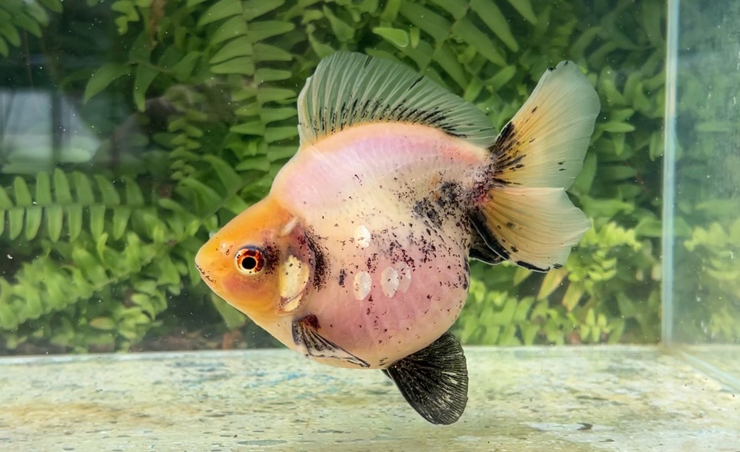 Black And White Matte Shorttail Ryukin (M, 5”)