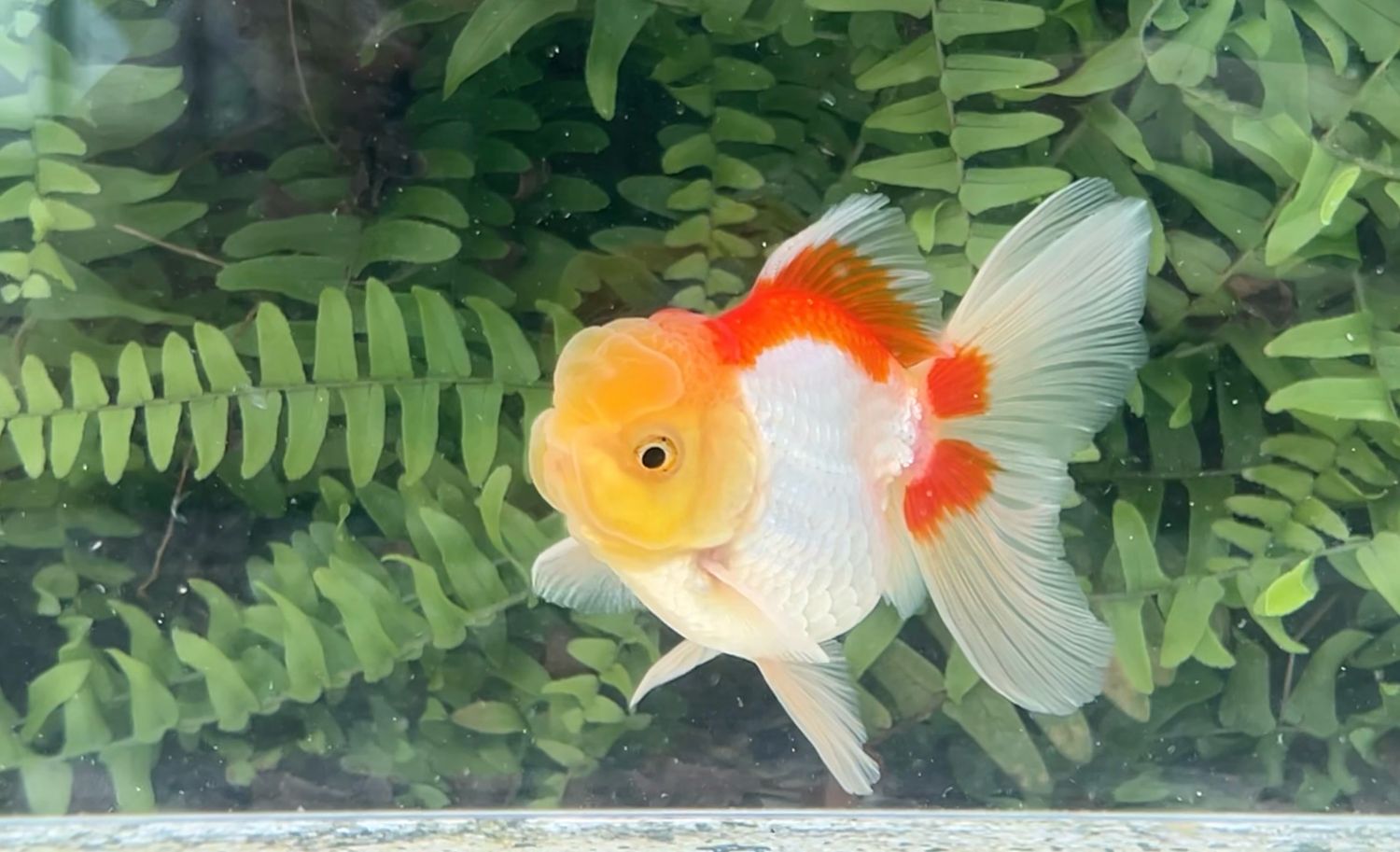 Lemon Head Red And White Peonytail Oranda (M, 3.8”)