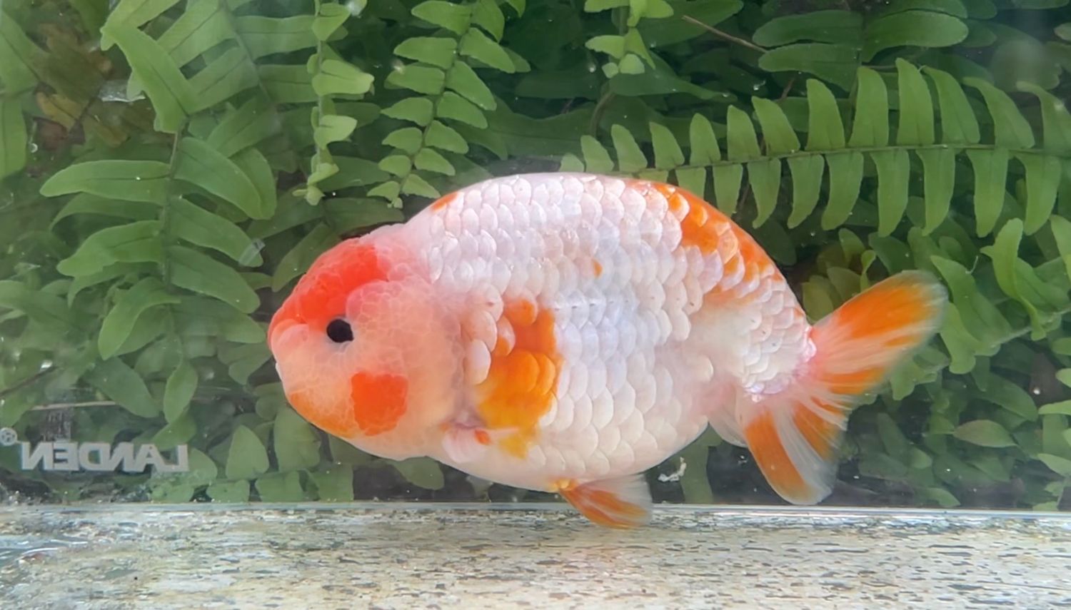 Silver Coin Tancho Sakura Yuanbao Ranchu (M, 4.5”)