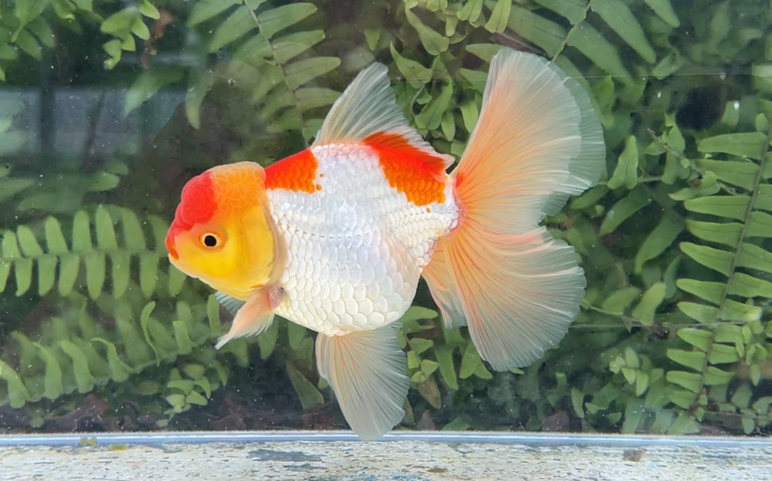 Red And White Peonytail Oranda (M, 5.25”)