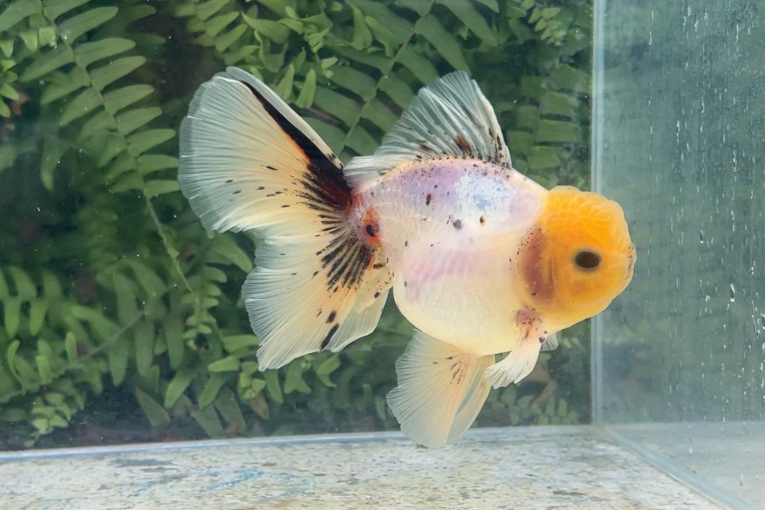 Calico Rosetail Oranda (M, 5.75”)