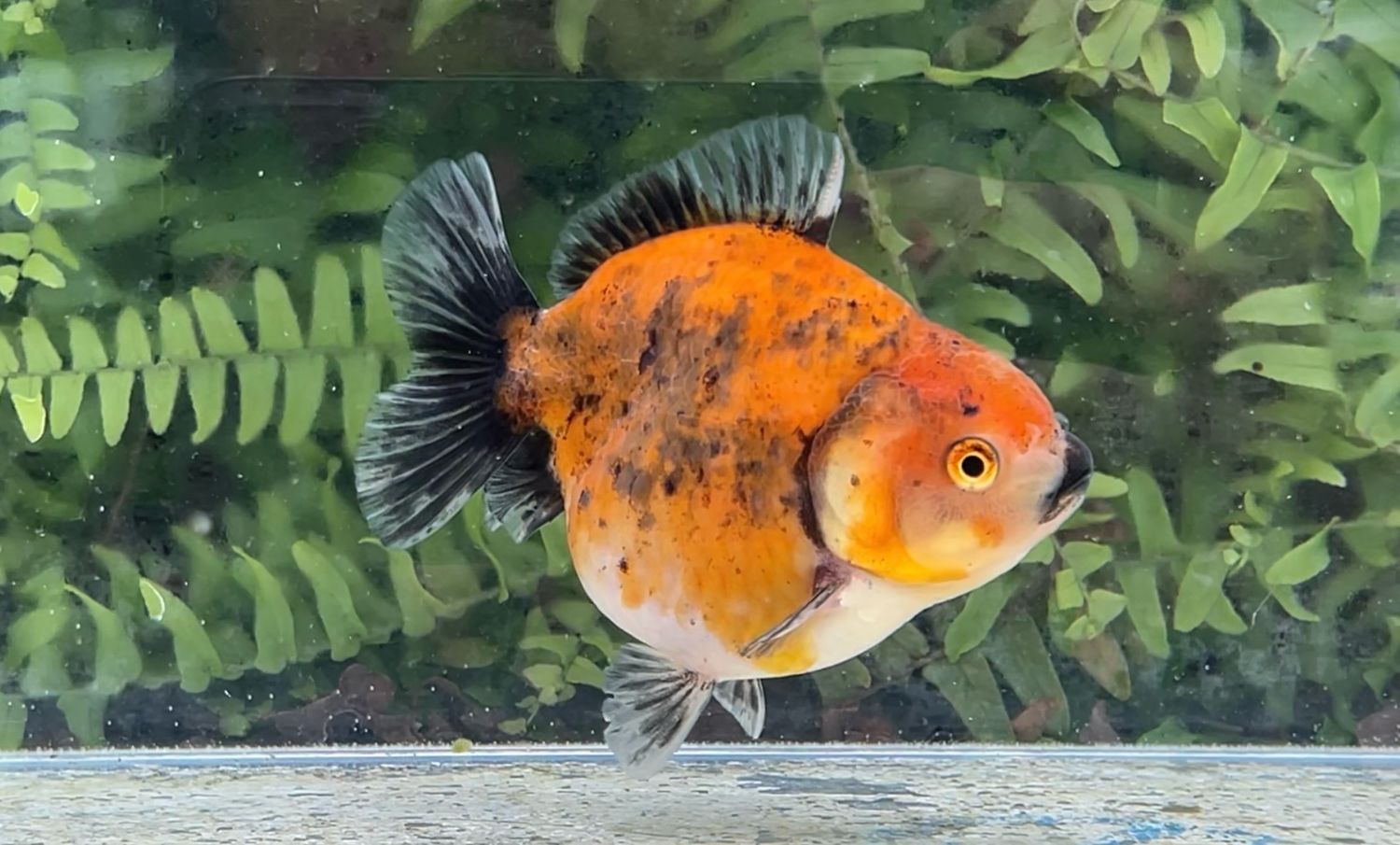 Autumn Leaves Shogun Oranda (4”)