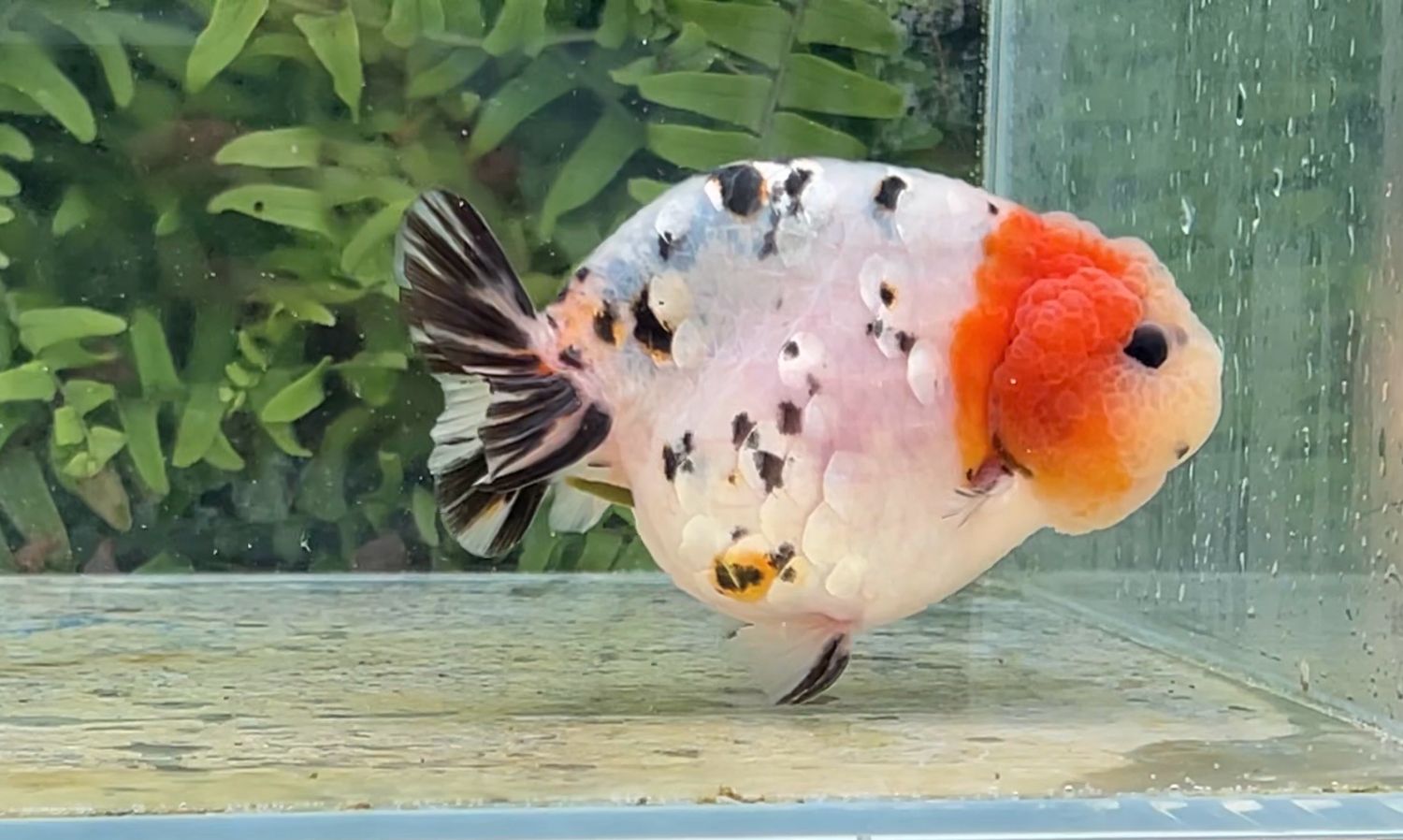 Calico Yuanbao Ranchu (M, 4.25”)