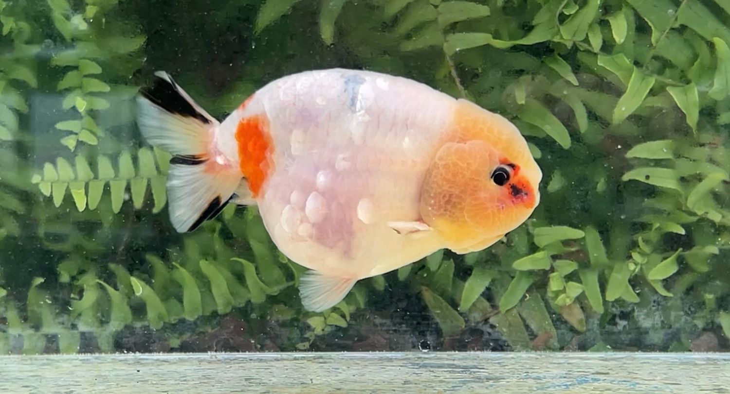 Silver Coin Tri-color Yuanbao Ranchu (M, 4.5”)