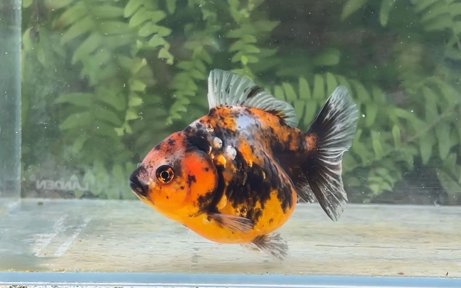 Calico Shogun Oranda (3.75”)