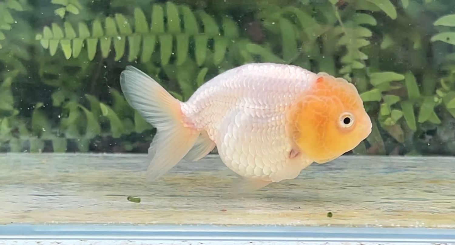 White Lionhead (3.75”)