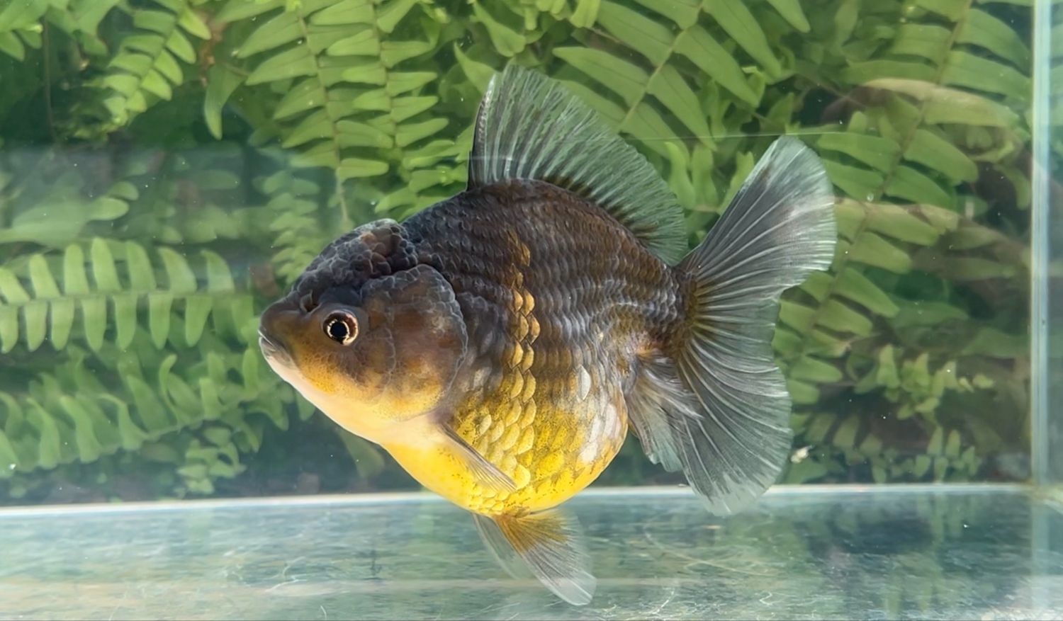 Kirin Shogun Oranda (5”)