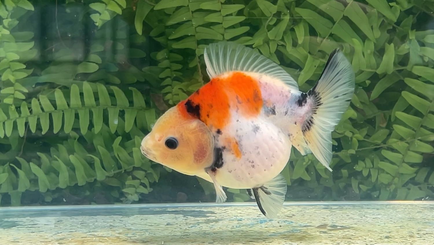 Tri-color Shogun Oranda (4.25”)